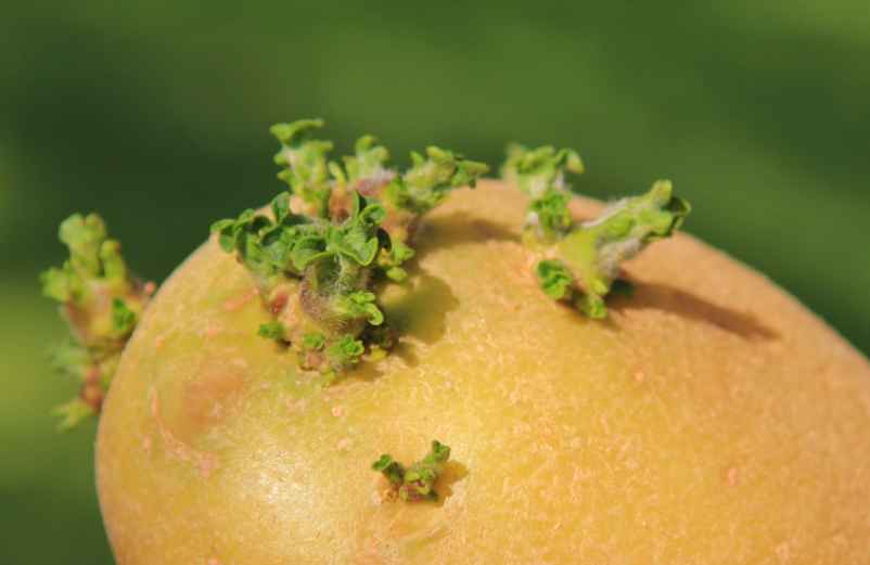 Pourquoi les pommes de terre germent-elles ?-Santé AMU de France
