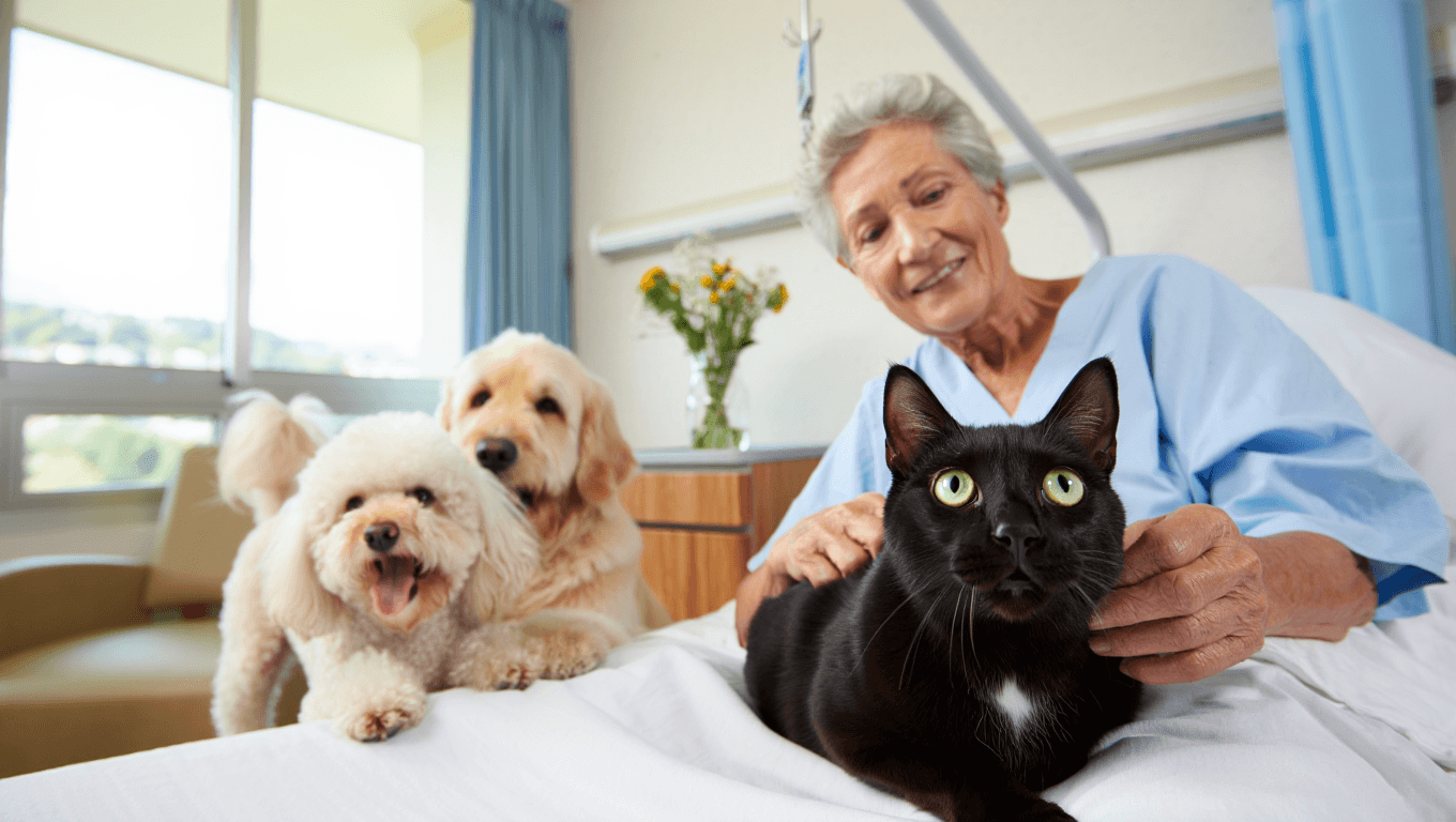 Aux HUG, un chat entre dans les soins de psychogériatrie