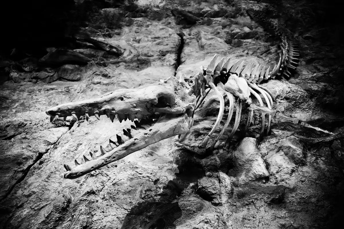 Analyse scientifique d'une mandibule fossilisée sous microscope dans un laboratoire de paléoanthropologie.