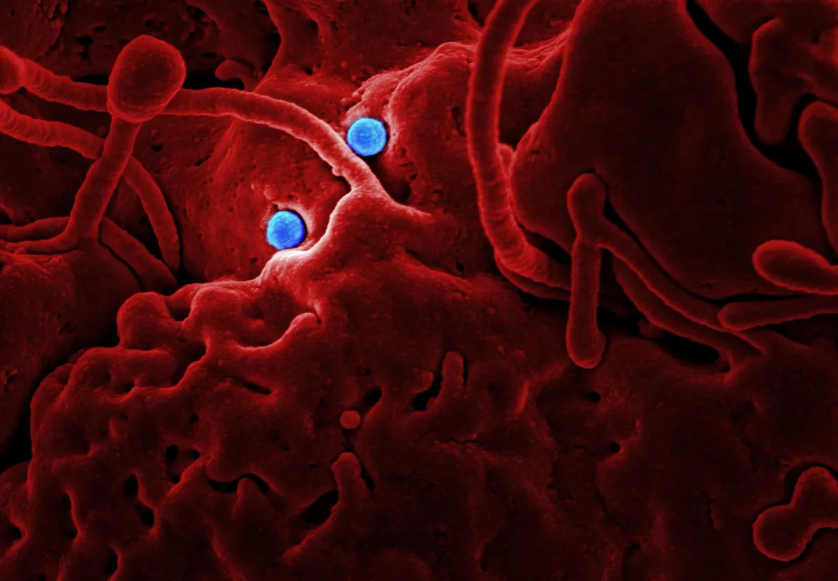 Observation microscopique des globules rouges et des antigènes sanguins