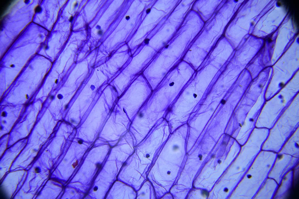 Lamelle de microscope et notes montrant des récepteurs de lymphocytes T