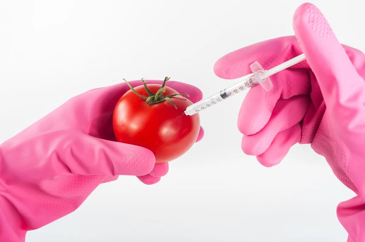 Chercheurs en laboratoire travaillant sur la modification génétique d'organes.